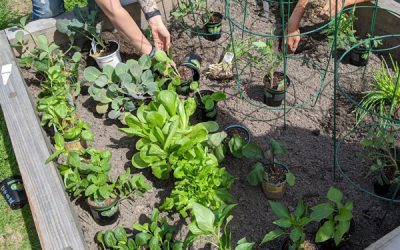Digging in the Holt Garden